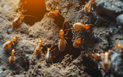 Selling a House with Termite Damage: Essential Tips 